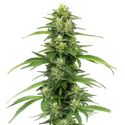 Blueberry CBD (1:16) - Seeds Pack: 1-seed