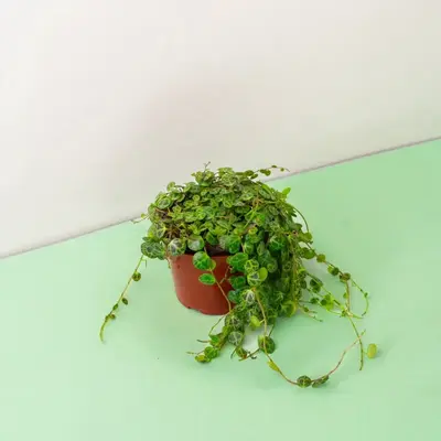 String of Turtles