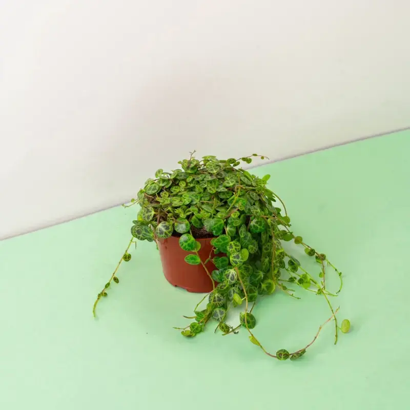 String of Turtles