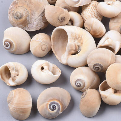 Natural Conch Shell Beads
