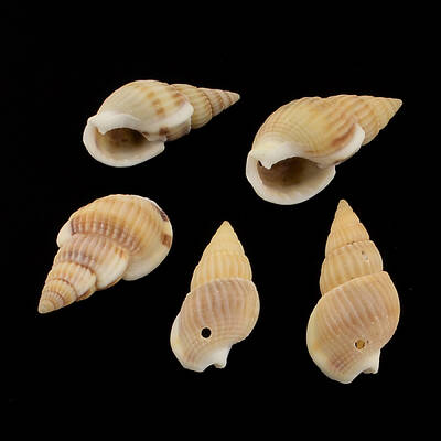 Spiral Shell Pendants