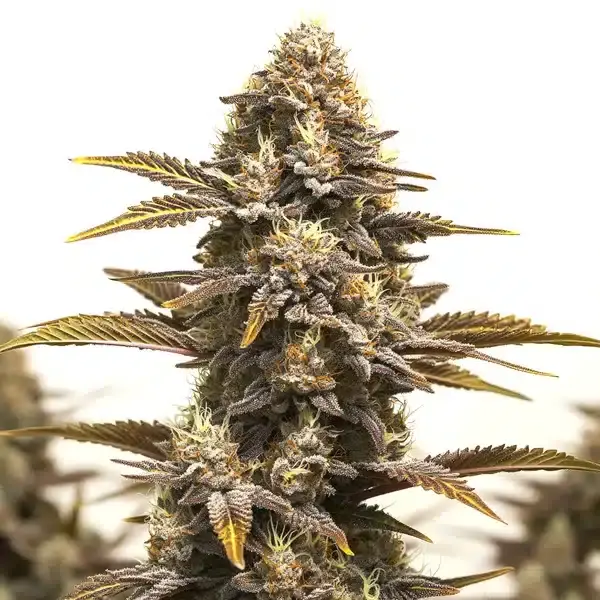 Purple Kush x Mazar - Seeds Pack: 25-seeds