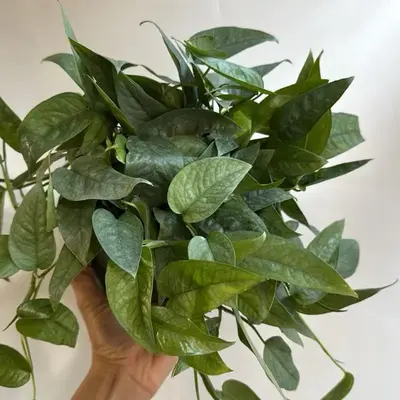Pothos Cebu Blue Epipremnum - Fast-Growing Tropical Houseplant with Silvery-Blue Metallic Leaves for Indoor Hanging Baskets &...
