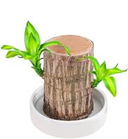 Brazilian Lucky Bamboo Live Plant ,Good Luck Plant ,Lucky Brazil Wood Plant, Healthy Indoor Feng Shui Plant For Home Decor (B...
