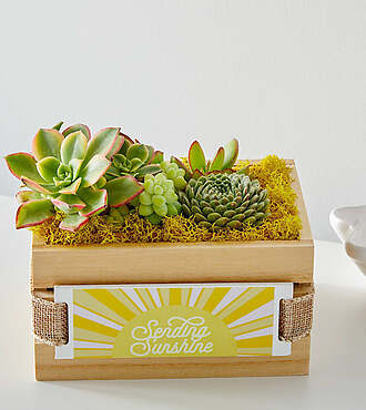Sending Sunshine Succulent Crate - FedEx