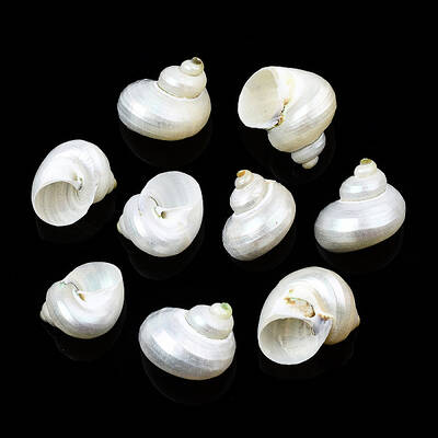 Natural Spiral Shell Beads