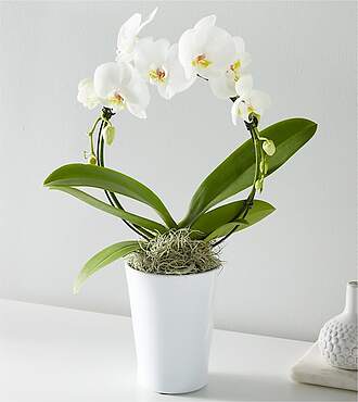 White Hoop Orchid - FedEx