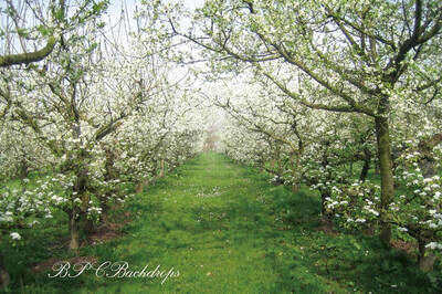 Aperturee Blooming Flowers Apple Tree Spring Backdrop For Portrait
