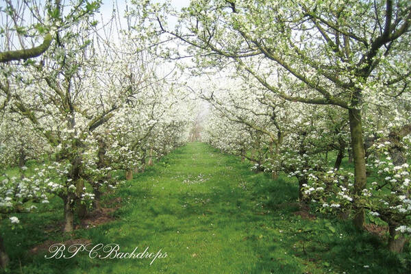 Aperturee Blooming Flowers Apple Tree Spring Backdrop For Portrait