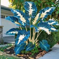Grow Your Dream Garden! 100Pcs Caladium Seeds, Bicolor Caladium & Large - Leafed Arrowroot Seeds for All - Season Potted Plan...