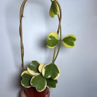 Variegated Hoya Kerrii outer variegation bamboo hoop  6\