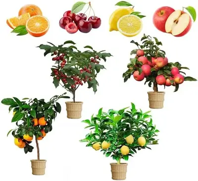 Fruit Garden Kit - Mix Dwarf Bonsai Fruit Tree Seeds for Planting, 50+ Lemon Cherry Orange & Apple Seeds, Organic Heirloom, A...