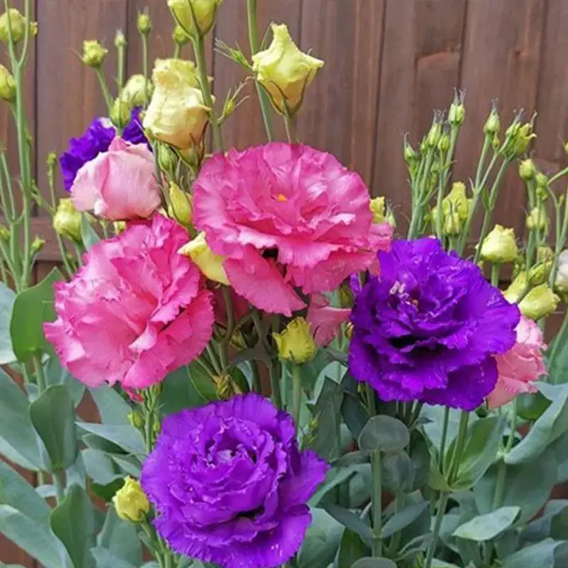 Eustoma （Thornless Rose） Seeds, 400 to 4000 Seeds, Easy to Grow, Year-Round Planting, 95% Germination