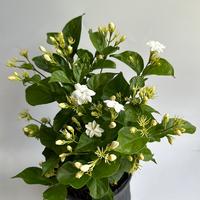 Jasmine Bush Mo Sambac 6\