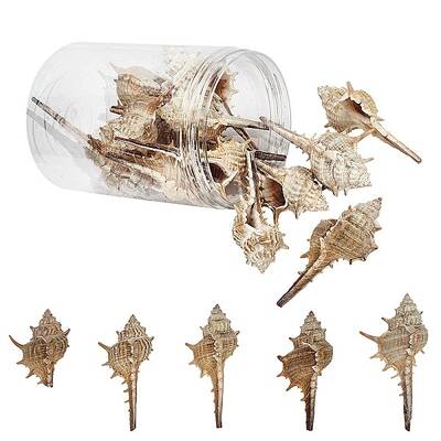 Natural Conch Shell Beads