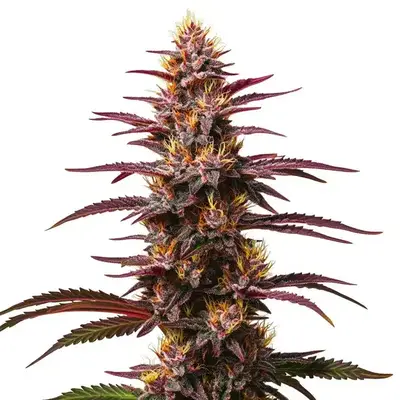 Purple Kush Autoflower - Seeds Pack: 1-seed