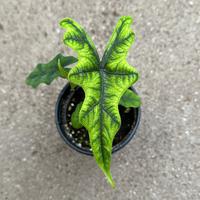 Alocasia Jacklyn 4\