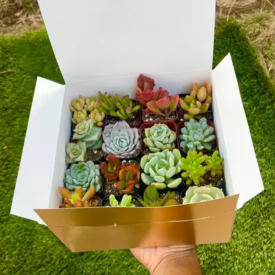 16 Succulent Box