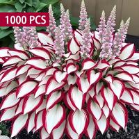 Hosta seeds, white and red, shade-tolerant perennial plant, easy to grow, low maintenance cost, high ornamental value, suitab...