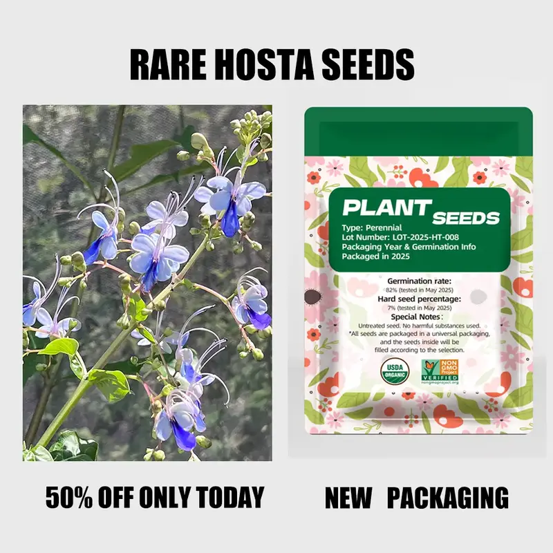 Plant Seeds Purple Hosta Rotheca myricoides Seeds Stunning Perennial Beauty for Easy Outdoor Gardening All Seasons Non-GMO Se...