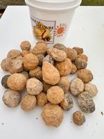 CUTIES - NATURAL CRYSTAL GEODES - CRACK YOUR OWN - QUART