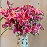 Mixed Oriental Lilies (8 Pack of Bulbs) - Freshly Dug Lily Flower Bulbs | Perennial Comes Back Each Year | Great for Cut Flo...