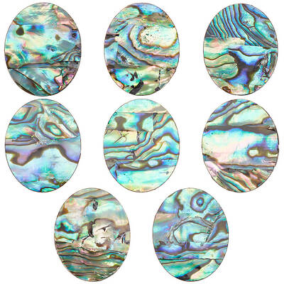 Natural Paua Shell Cabochons
