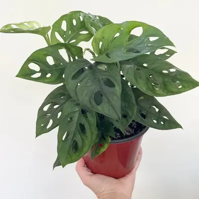 Monstera adansonii (wide/round form) - swiss cheese plant - 6\