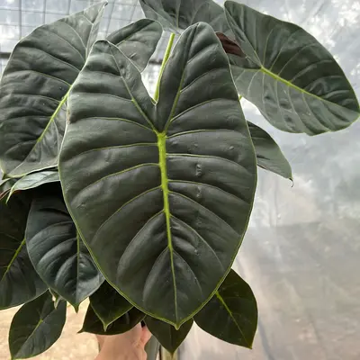 Alocasia Golden Bone 6\