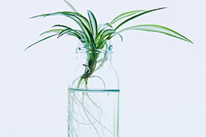 Developmental Biology - Root and Shoot Growth