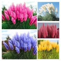 1000+ Mix Pampas Grass Seeds for Planting Cortaderia Selloana Seeds Heirloom Ornamental Plants Decor Garden Tall Feathery Blo...