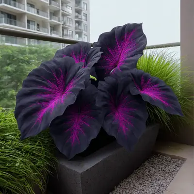 Hosta Seeds Rare Deep Black Purple Blue Variations - Outdoor Garden Perennial Hosta Seeds Flower Varieties Plants