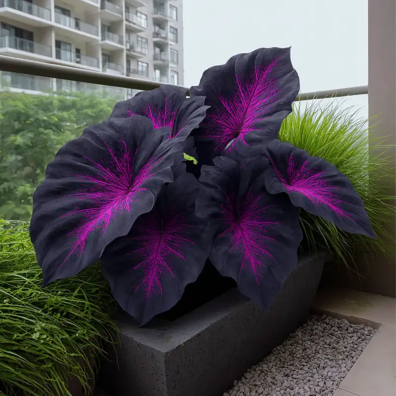 Hosta Seeds  Rare Deep Black Purple Blue Variations - Outdoor Garden Perennial Hosta Seeds Flower Varieties Plants