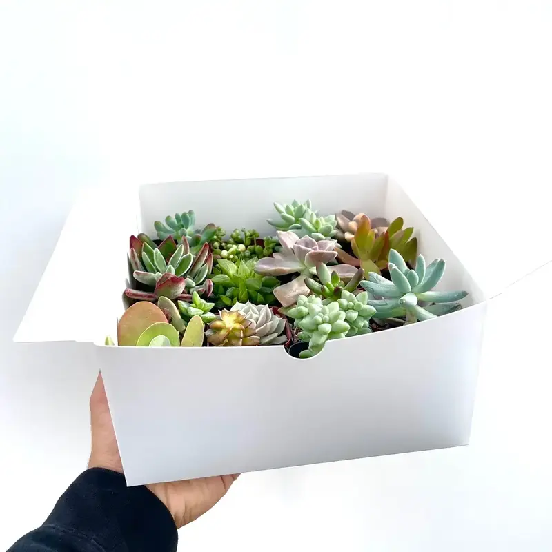 Succulent Gift Box - 16 Different Succulents - Perfect Gift