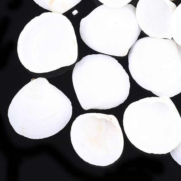Natural Ark Shell Beads
