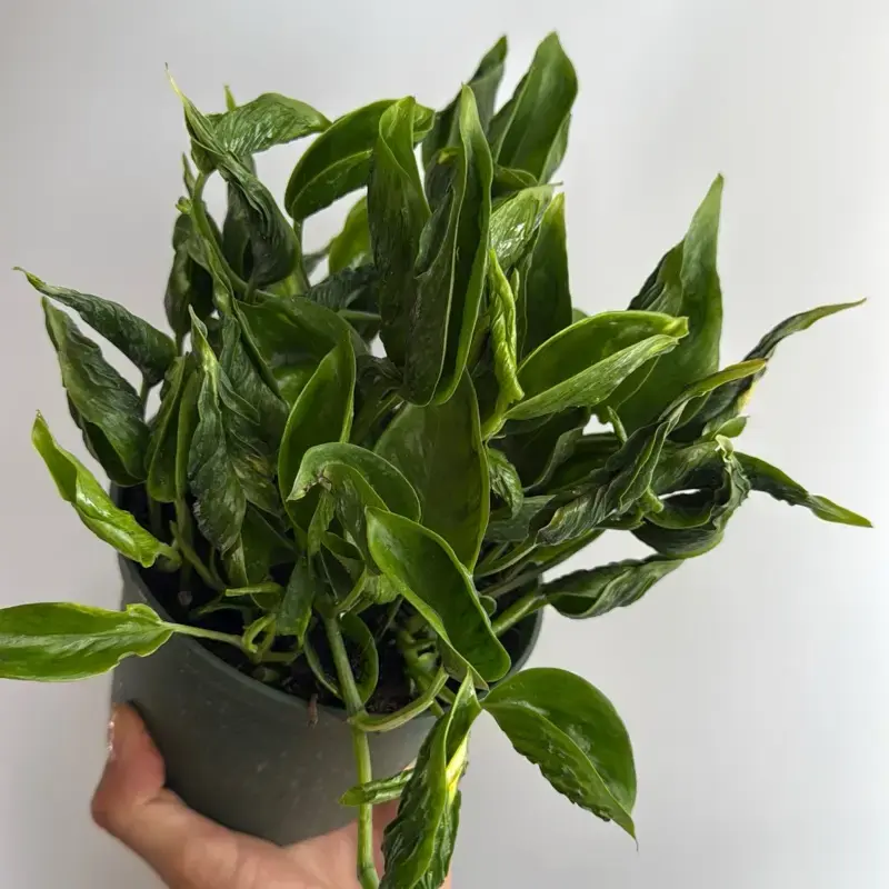 Rare Pothos Shangri La (Curly pothos) 6\