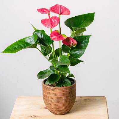 Send a Pink Anthurium - Ornamental Plants Online - International Delivery
