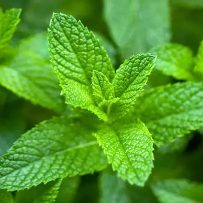 Spearmint Pure Essential Oil - 17mL & 60mL sizes | Fair Trade + Ethically Sourced | Size: 60mL