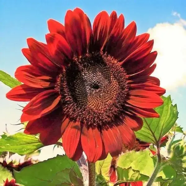Velvet Queen Sunflower Seeds - 50pcs/pack - Big Red Blooms with Rouge Burgundy Maroon Garden Charm