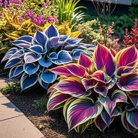 800pcs Mixed Hosta Seeds – Colorful Foliage Blend for Shade Gardens, Pots & Borders