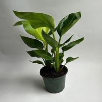 Birds of Paradise 6” Orange Flower Plant in Pot - Tropical House Plant for Bright Light Use in Low Light Conditions