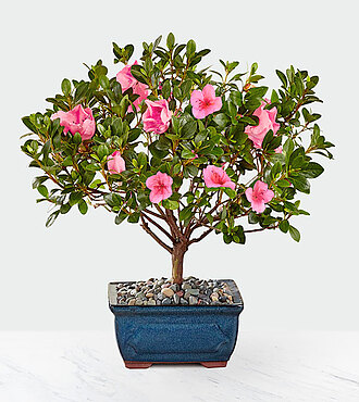 Blooming Azalea Bonsai - FedEx