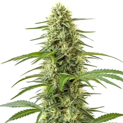 Northern Lights x Skunk - Seeds Pack: 50-seeds