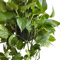XL Hawaiian Pothos HB - Rare & Unique Collector's Plant for Beginners - 8 Inch Live Tropical Houseplant for Indoor Home Decor...