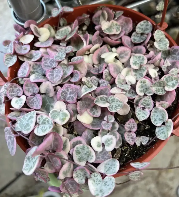Variegated String of Hearts/VSOH/Ceropegia Woodii, Rare Succulent, Hanging Plant in 4’’, 6’’ pot