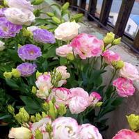 800+ pcs Mixed Color Thornless Rose Seeds Eustoma/Lisianthus Grandiflorum Thronless Rose Seeds, Easy to Grow, Year-round Plan...
