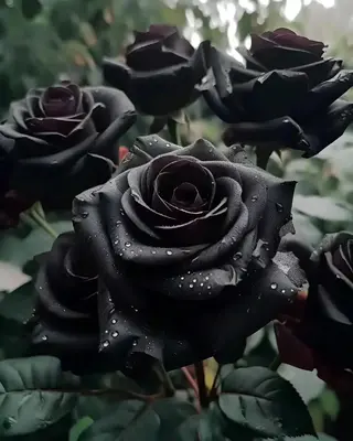 200 Pcs Black Rose Seeds Purple Rose flower Seeds for High Germination, Low Maintenance, Easy to Grow, Year-round Planting