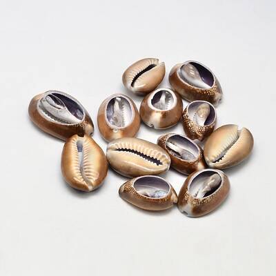 Natural Cowrie Shell Oval Beads