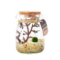 Marimo Seaweed Ball Baby Chlorella Micro Landscape in Ecological Bottle with Seaweed Ball and Micro Landscape Design for Hydr...