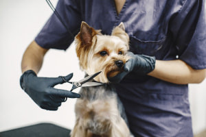 Dog Grooming and Parasite Control